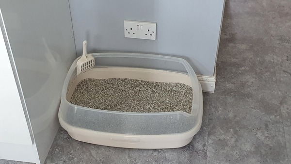 Questions from a first time kitten owner