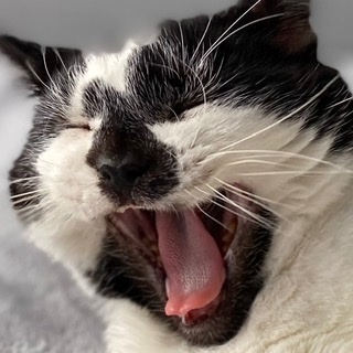 Soft Cat biscuits
