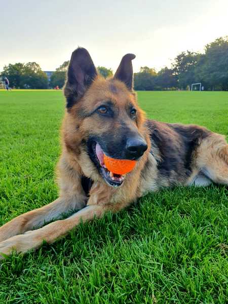Rescuing dog on Saturday please help