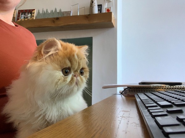 Perfect, pampered Persians.