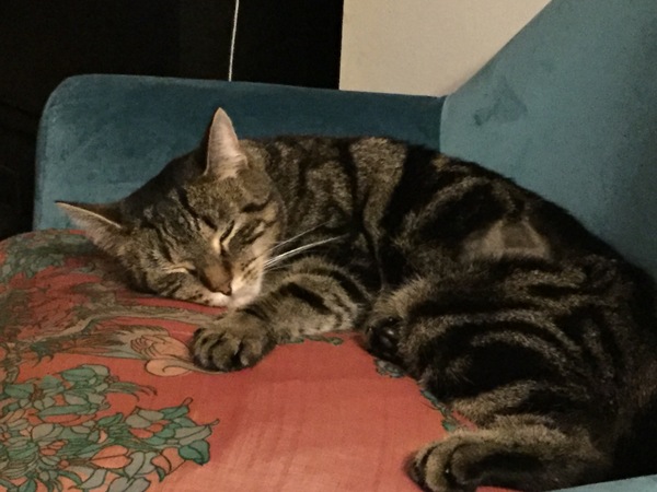 Lovely cat turned psycho cat today!