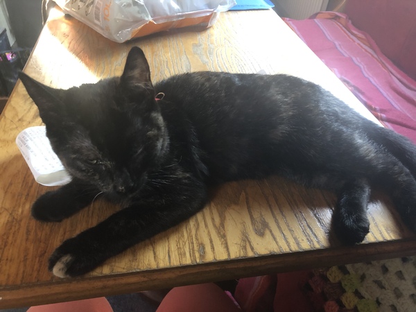 Does your cat follow the “if I fits, I sits” rule?