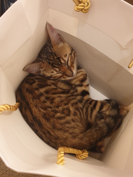 How long do your cats spend asleep in daft places?