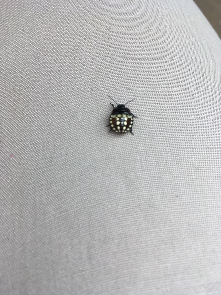 Friend or Foe - Anybody know?