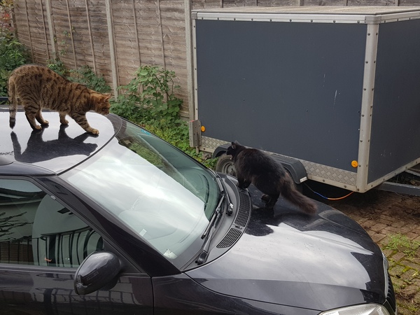 Thug cat part 3.  Unbidden guests are often welcomest when they are gone.