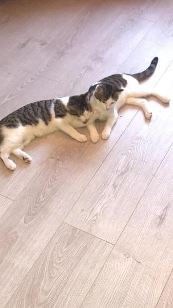 I have a Grandkitten.