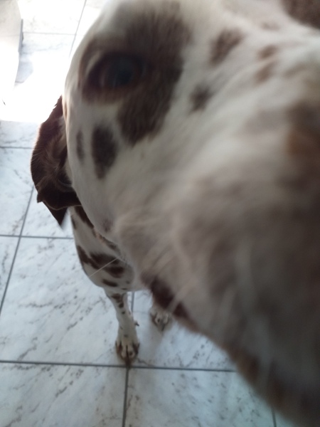 Rescuing dog on Saturday please help