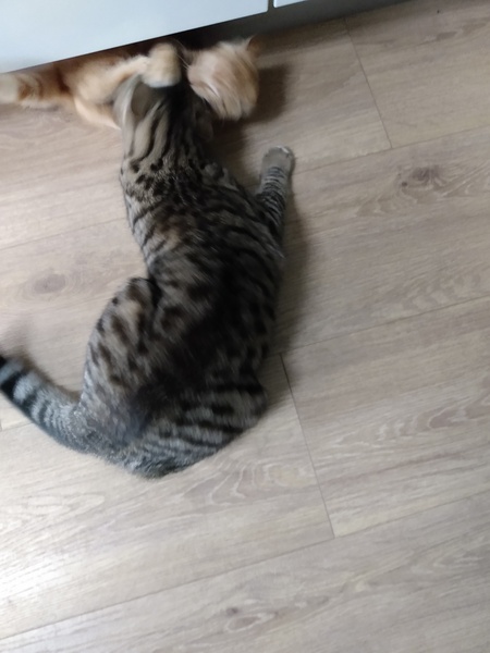 Cats and MMA