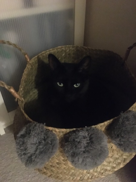 Does your cat follow the “if I fits, I sits” rule?