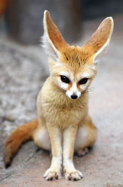 What's your fantasy impractical/obscure dog breed?