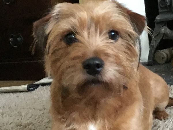 Rescuing dog on Saturday please help