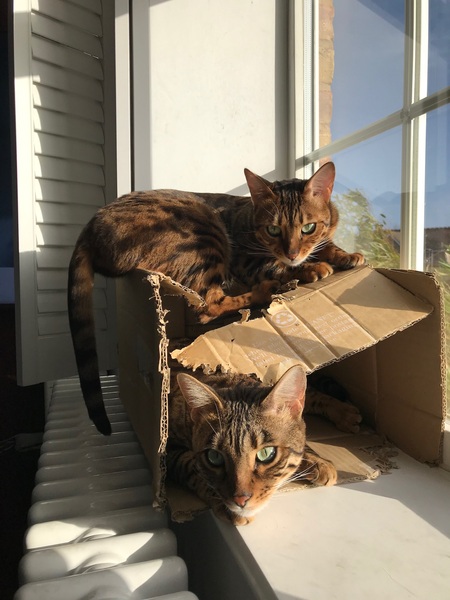 Does your cat follow the “if I fits, I sits” rule?