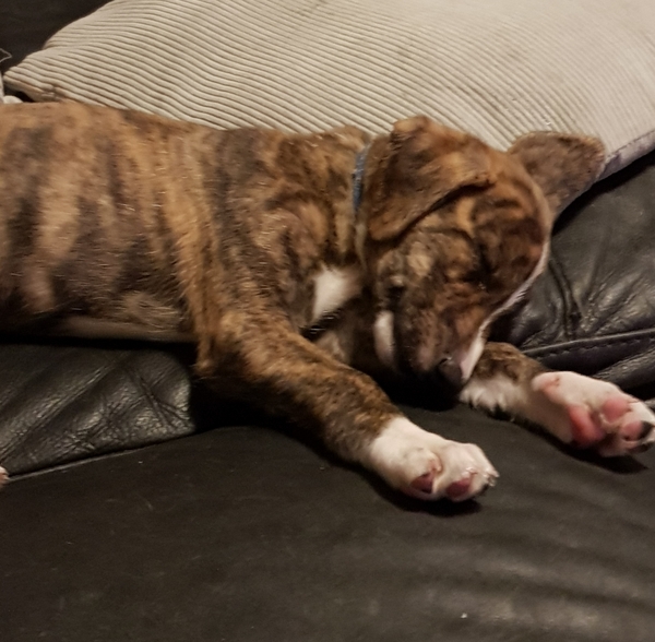 AIBU to want to show you a picture of our new puppy?