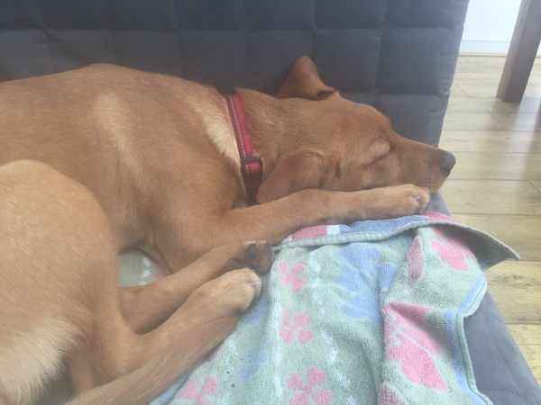 Puppy survival thread *September!*