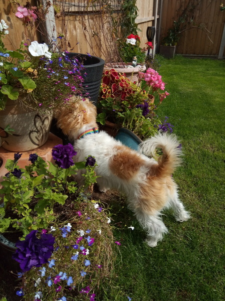 Miniature poodles clipping or Jack Russell