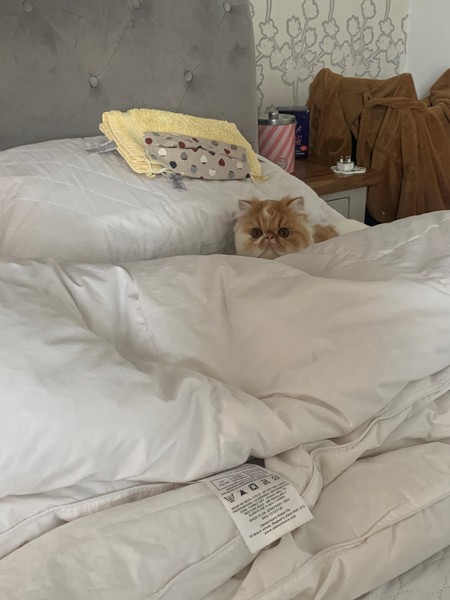Perfect, pampered Persians.