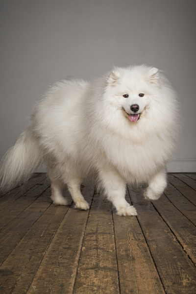 What's your fantasy impractical/obscure dog breed?
