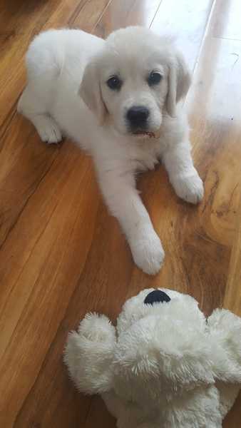 What dog next?  Please sell me your breed!