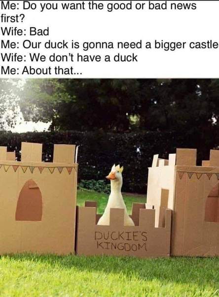 A duck has taken residence in our back garden