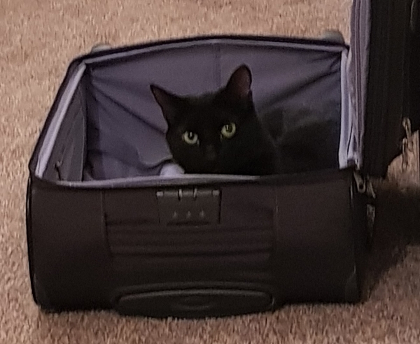 Does your cat follow the “if I fits, I sits” rule?