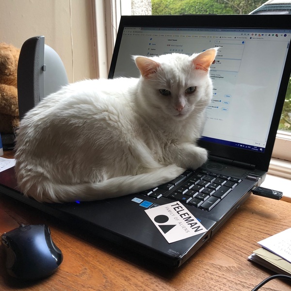How long do your cats spend asleep in daft places?