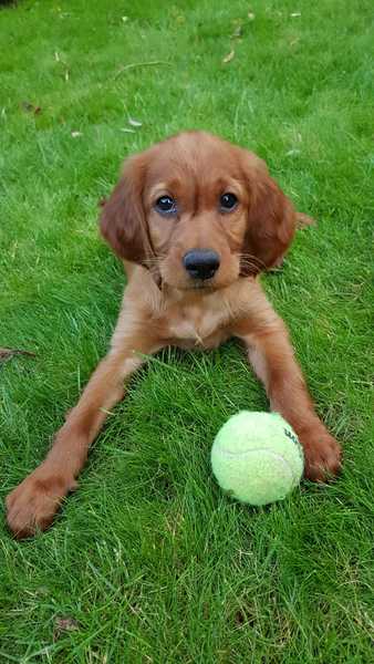 Puppy survival thread *September!*