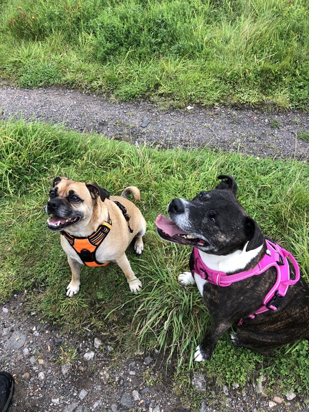 Does anyone have a staffordshire bull terrier that isn’t dog aggressive/reactive?