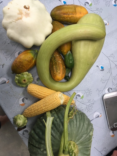 Allotment/Veg Patch Thread 16  Weather weirdness prevails !