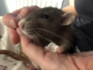 Rats and Wheat -Stuffed door stops... Warning.