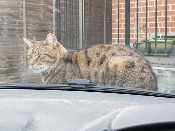 Thug cat part 3.  Unbidden guests are often welcomest when they are gone.