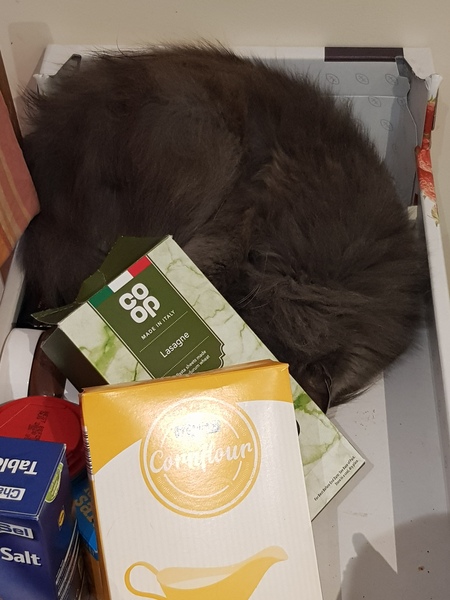 Does your cat follow the “if I fits, I sits” rule?