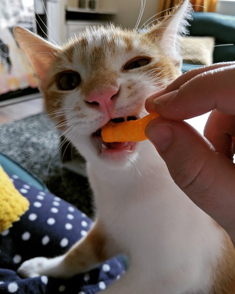 Have you ever watched a kitten try to eat a Wotsit
