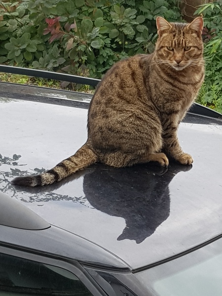 Thug cat part 3.  Unbidden guests are often welcomest when they are gone.