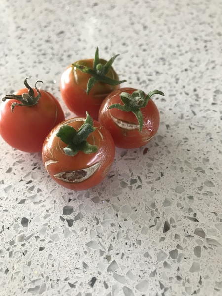 What have I done wrong with these tomatoes?