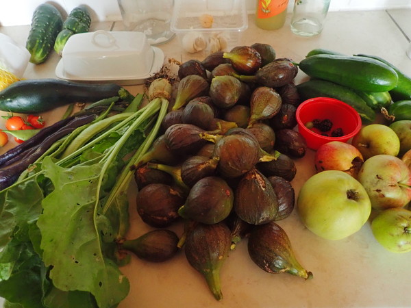 Allotment/Veg Patch Thread 16  Weather weirdness prevails !