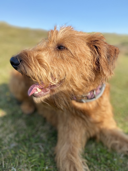 What dog next?  Please sell me your breed!