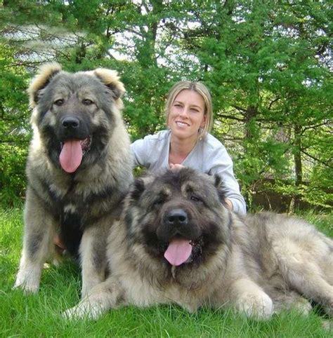 What's your fantasy impractical/obscure dog breed?