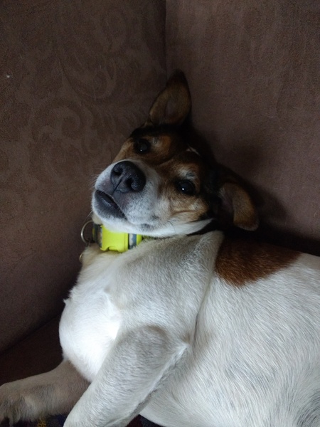 Can anyone recommend an advent calendar for a dog?