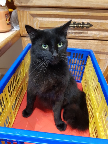 Does your cat follow the “if I fits, I sits” rule?
