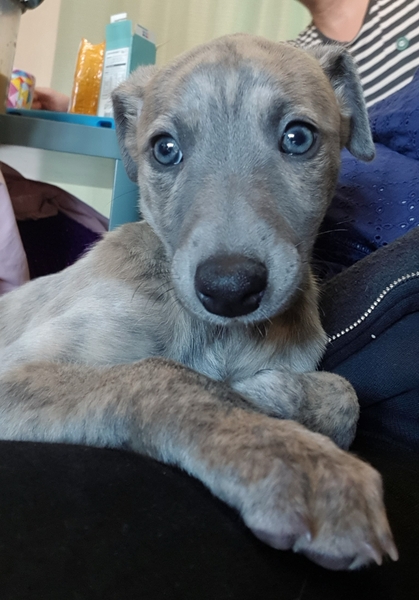 Name for a female whippet pup