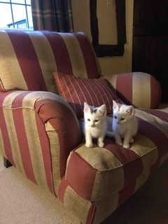 Skinny rescue kitten