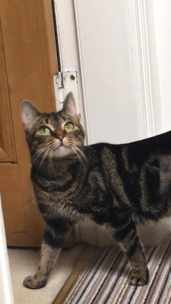 Lovely cat turned psycho cat today!