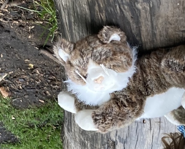 Please help! Beloved soft toy cat missing...