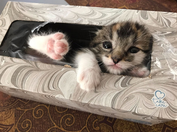 Does your cat follow the “if I fits, I sits” rule?