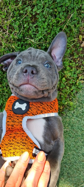 Puppy survival thread *September!*