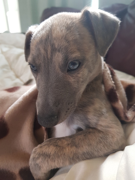Name suggestions for a whopper please
