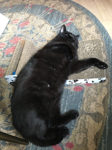 How long do your cats spend asleep in daft places?