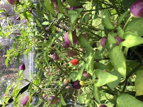 Allotment/Veg Patch Thread 16  Weather weirdness prevails !