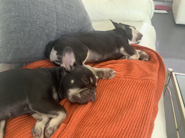 Puppy survival thread *September!*