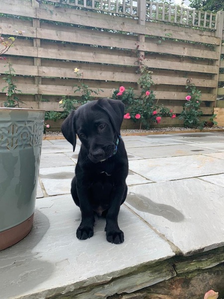 Puppy survival thread *September!*